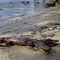 Photo of Two-Headed Alligator Spotted in Florida Goes Viral