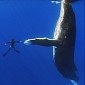 Photo of the Day: Humpback Whale High-Fives Diver