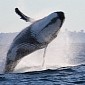 Photo of the Day: Humpback Whale Pictured Jumping Out of the Water