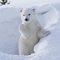 Photo of the Day: Polar Bear Cub Waves Wildlife Photographer Hello