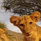 Photographer Captures Moment Lion Cub Waves 'Hi' to GoPro Camera