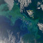 Phytoplankton Blooms in New Zealand