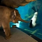 Picture Shows Elephant Befriending Sea Lion During Morning Walk