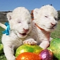 Picture of the Day: 4-Day-Old White Lion Cubs Play Around with Easter Eggs