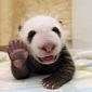 Picture of the Day: 5-Week-Old Panda Smiles and Waves