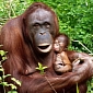 Picture of the Day: Adorable Baby Orangutan Cuddles with Its Mum