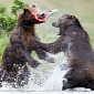 Picture of the Day: Alaskan Brown Bears Fight over Juicy Salmon