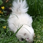 Picture of the Day: Albino Skunk Born at Scottish Zoo