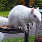 Picture of the Day: Albino Squirrel Steals Food from a Bird Feeder