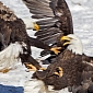 Picture of the Day: American Bald Eagles Fight over Dead Carp