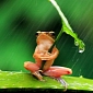 Picture of the Day: Aquaphobic Frog Uses Leaf to Shield Itself from the Rain