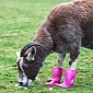 Picture of the Day: Arthritic Goat Sports Pink Rain Boots