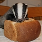 Picture of the Day: Baby Badger Strikes a Pose on a Loaf of Bread