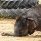 Picture of the Day: Baby Elephant Face-Plants in Mud