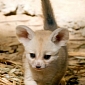 Picture of the Day: Baby Fennec Fox Steps Out to Greet the Public