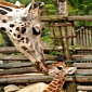 Picture of the Day: Baby Giraffe Gets a Kiss from Her Mom