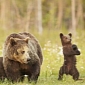 Picture of the Day: Baby Grizzly Bear Does Gangnam Style