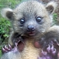Picture of the Day: Baby Olinguito Doesn't Seem to Like Being Handled