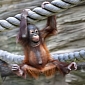 Picture of the Day: Baby Orangutan Attempts the Rope Walk for the First Time Ever