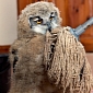 Picture of the Day: Baby Owl Is Best Friends with a Mop