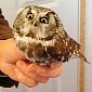 Picture of the Day: Baby Owl Is Utterly Outraged that It Got Rescued