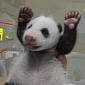 Picture of the Day: Baby Panda Gives Fans a Huge Wave