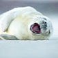 Picture of the Day: Baby Seal Laughing Its Heart Out Is Utterly Adorable