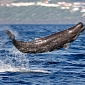 Picture of the Day: Baby Sperm Whale Jumps for Joy, Goes Flying Through the Air