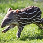 Picture of the Day: Baby Tapir Wants to Keep Fit, Goes for a Jog