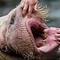 Picture of the Day: Baby Walrus Gets His Teeth Checked