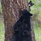 Picture of the Day: Bear Cub Photobombs Its Mom