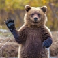 Picture of the Day: Bear Cub Waves at the Camera