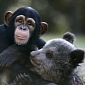Picture of the Day: Bear Cub and Baby Chimp Can't Get Enough of Each Other