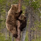 Picture of the Day: Bear Mum Teaches Cub How to Climb a Tree