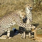 Picture of the Day: Cheetahs Befriend an Impala