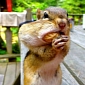 Picture of the Day: Chipmunk Bites Off Way More Than It Can Chew