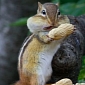 Picture of the Day: Chipmunk Stuffs Its Face with Peanuts