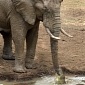 Picture of the Day: Crocodile Tries to Eat Elephant, Fails Miserably