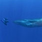 Picture of the Day: Diver, Ginormous Whale Stare into Each Other's Eyes