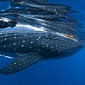Picture of the Day: Diver Swims Alongside Whale Shark