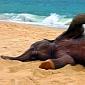 Picture of the Day: Elephant Calf Relaxes on a Beach in Thailand