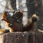 Picture of the Day: Epic Battle Settles Which Squirrel Gets the Peanut