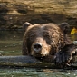 Picture of the Day: Exhausted Bear Holds on to a Log to Stay Afloat