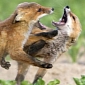 Picture of the Day: Fox Cubs Fight Over Hidden Food