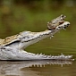 Picture of the Day: Frog Sets Up Camp on a Crocodile's Snout