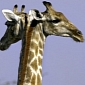 Picture of the Day: Giraffe Sporting Two Heads Caught on Camera in Botswana