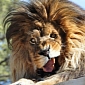 Picture of the Day: Goofy Lion Looks As If It'd Been Out Partying All Night