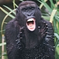 Picture of the Day: Gorilla Applauds Itself for Having Had the Courage to Bathe