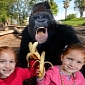 Picture of the Day: Gorilla Desperately Tries to Steal Youngsters' Bananas