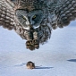 Picture of the Day: Great Grey Owl Moves In for the Kill